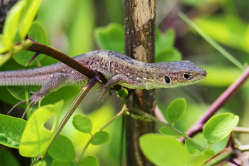Sand lizard (Lacerta agilis) amongst the branches of a small tree