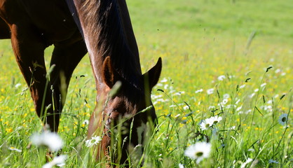 watching, chestnut horse grazing between white flowers watching you