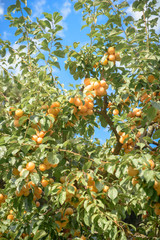 Orange plum tree loaded of ripe fruits