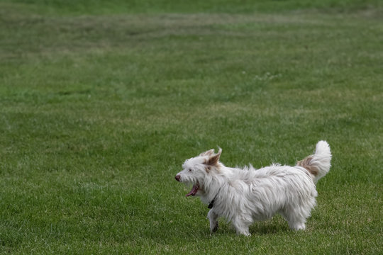 West highland terrier dog outdoors in summer