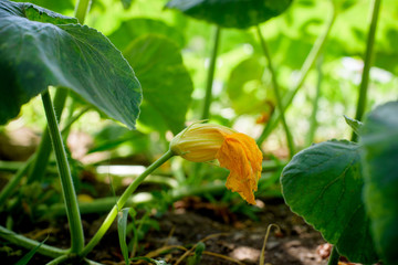 Zucchini plant flower close up