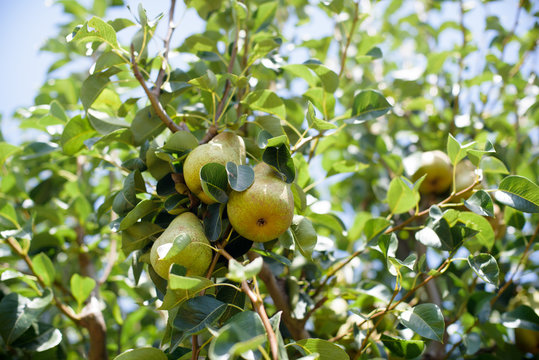 Pears fruit on tree branch closeup