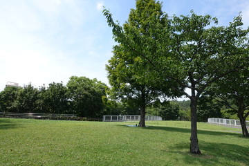 夏の公園