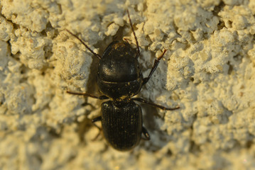 Waldbock an der Hauswand