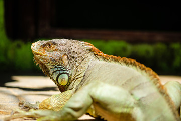 American green iguana