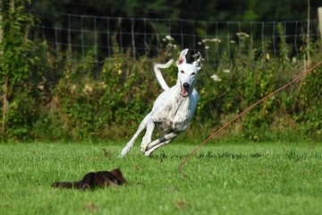 weißer Greyhound jagt Plüschtier an der Reizangel