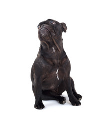 Obraz premium French bulldog isolated