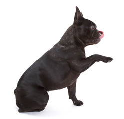 French bulldog isolated