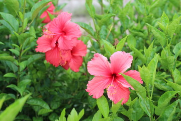 Tropical Pink Flowers in Guangdong China Asia