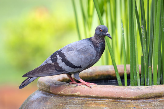 Image of pigeon on nature background. Bird. Animals.