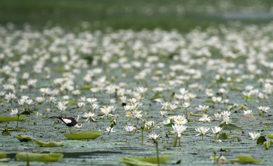 Bird in lotus flowers