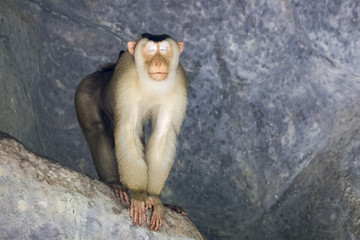 Image of monkey (Pig-tailed Macaque). Wild Animals.