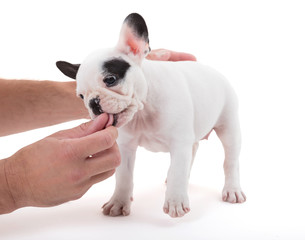 French puppy bulldog getting a treat, isolated