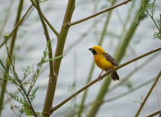 Asian golden weaver on tree.