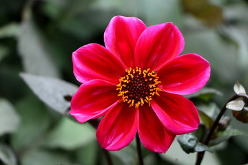 Obraz premium Dahlia, Dahlie