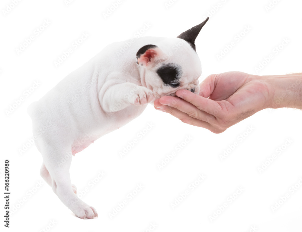Wall mural French puppy bulldog getting a treat, isolated - Wall murals