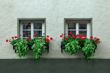 Zwei Fenster mit roten Blumen