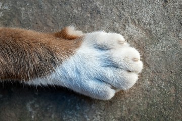 top view foot of cat foot