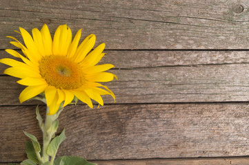 One sunflower on the old wooden background. Space for text. Loneliness concept.