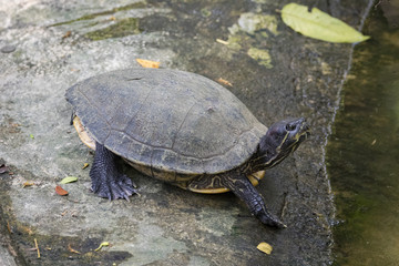 Image of an eastern chicken turtle in thailand