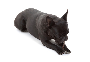 French bulldog isolated, chewing on a bone