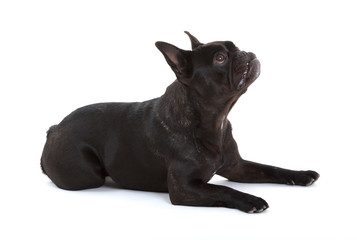 French bulldog isolated