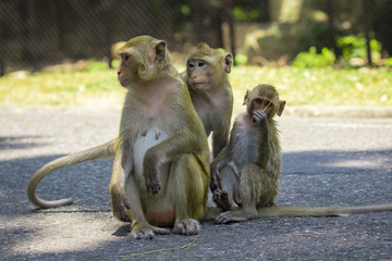 Image of a monkey sitting on the street. Wild Animals.