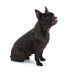 French bulldog isolated