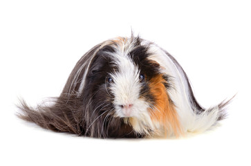 Long hair guinea pig