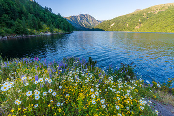 Colorful flowers: chamomile, lupine, foxglove on the shore of a blue lake. Birth of a Lake Trail. Mount St Helens National Park, South Cascades in Washington State, USA