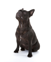 French bulldog isolated