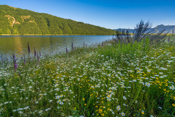 Fototapeta na wymiar Colorful flowers: chamomile, lupine, foxglove on the shore of a blue lake. Birth of a Lake Trail. Mount St Helens National Park, South Cascades in Washington State, USA