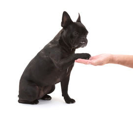 French bulldog giving a paw