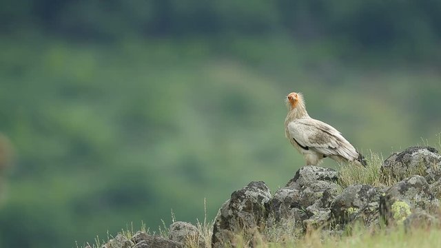 Egyptian Vulture, Neophron percnopterus, Madzharovo, Eastern Rhodopes, Bulgaria. Wildlife Balkan. Bird behaviour scene from nature. Mountain animal in the habitat. Stone on the hill with vulture. 