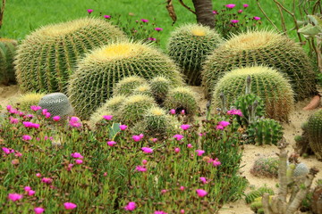 Cactus garden, Kaktusgarten