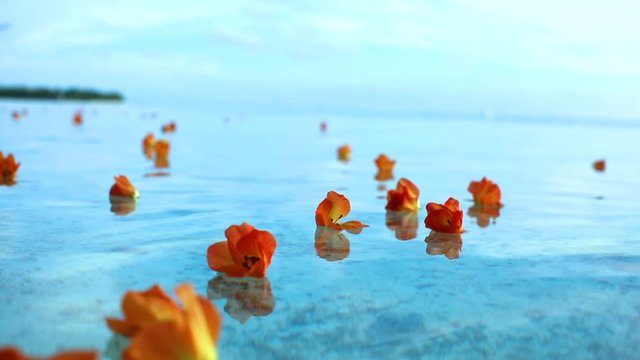 fleurs tropicales sur lagon transparent