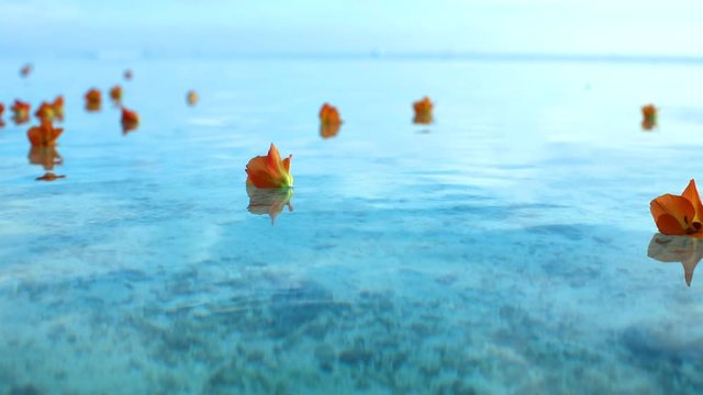 fleurs tropicales sur lagon transparent