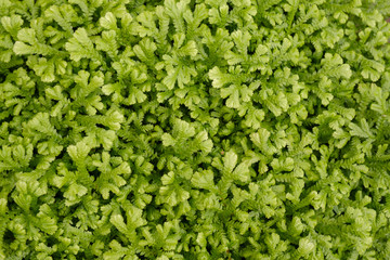 Green leaves background / View of green leaves in the garden, use as background.