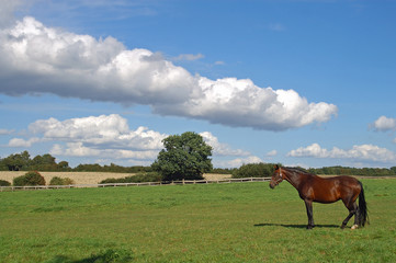 pferde auf der weide