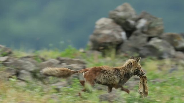 Golden jackal, Canis aureus, feeding scene with stone, Madzharovo, Eastern Rhodopes, Bulgaria. Wildlife Balkan. Wild dog behaviour scene from nature. Jackal with catch.