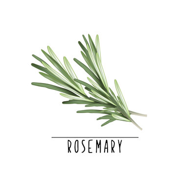 Rosemary vector illustration. Herbs and spices rosemary
