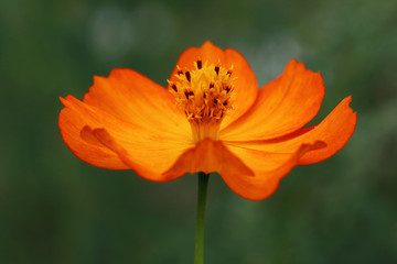 Ornate flower of Cosmea Sunrise- Cosmea sulphureus