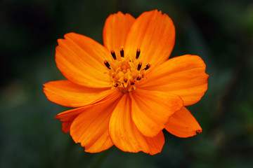 Bright orange flower of Cosmea- Cosmea sulphureus
