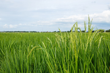 Fototapeta premium Rice ears in the field with clouded sky.