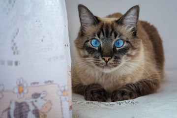  Siamese cat looking at the camera.