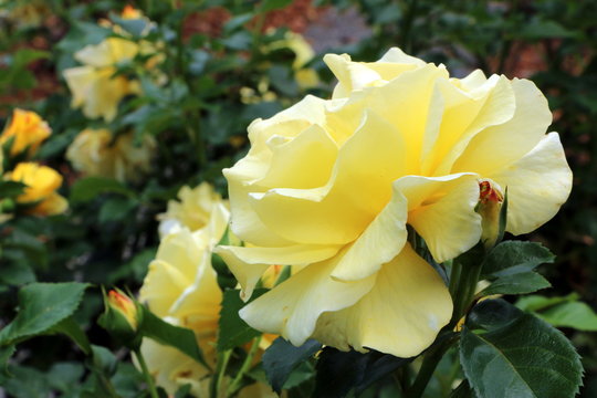 157 BESTE "Gelbe Rosen" BILDER, STOCK-FOTOS & -VEKTORGRAFIKEN | Adobe Stock