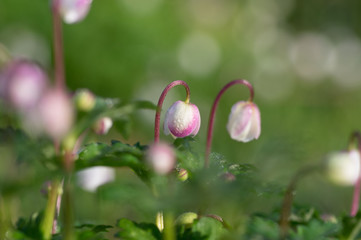 早朝のニリンソウ -early morning-anemone flaccida-