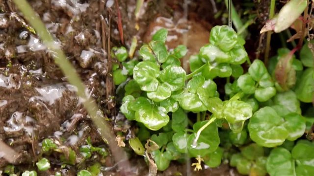 Ruscello di montagna con piante