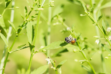 Bee on flower grass in garden.