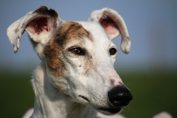 Obraz premium galgo portrait im garten